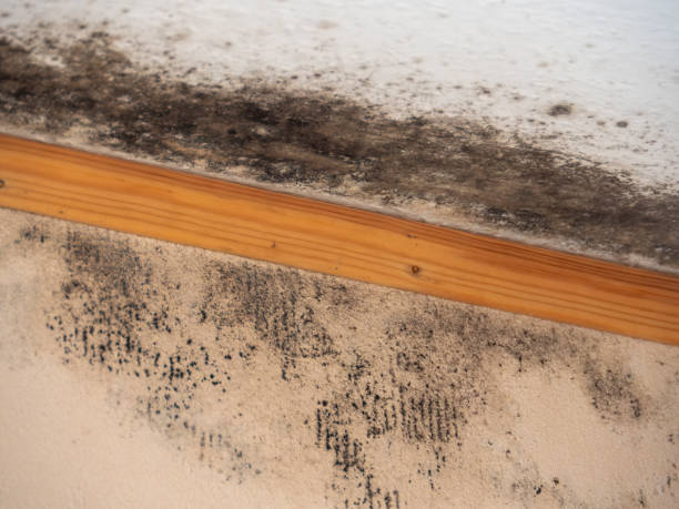 Best Commercial Mold Inspection  in Dundee, OR