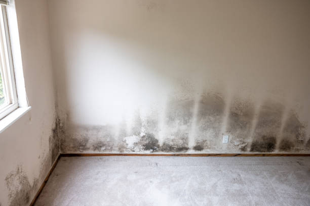 Reliable Dundee, OR Mold Removal Solutions